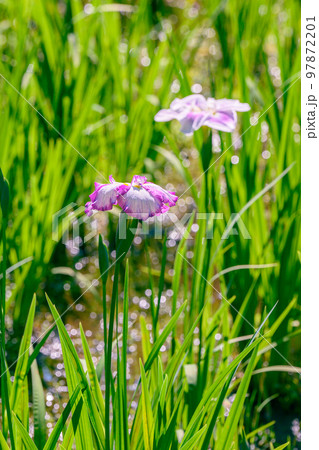 ハナショウブ、花菖蒲、アヤメ、多年草、水辺、 97872201