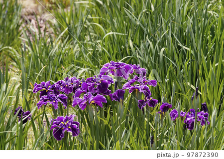 花菖蒲 97872390