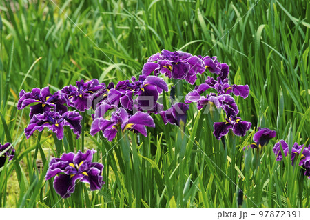 花菖蒲 97872391
