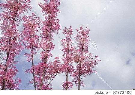 チャンチン 97872406