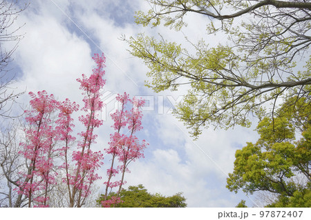 チャンチン 97872407