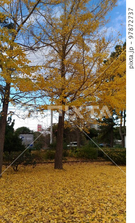 綺麗に黄葉した銀杏の木 97872737
