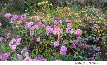 まだまだ楽しめる冬菊の友禅菊 97872862