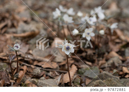 セツブンソウの花 セツブンソウの花 97872881