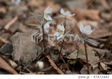 セツブンソウの花 97872882