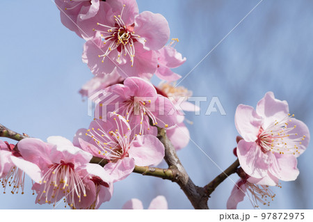 ピンクの梅の花 ピンクの梅の花 97872975
