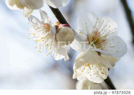 白い梅の花 白い梅の花 97873026
