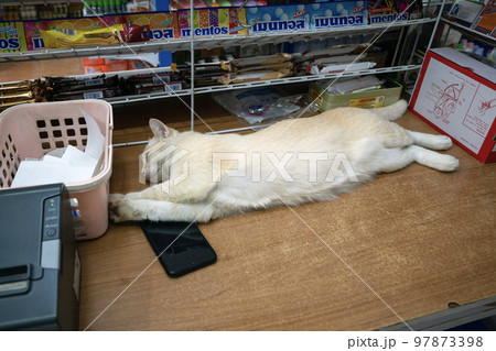 A white cat lies in a store on the counter in Thailand 97873398