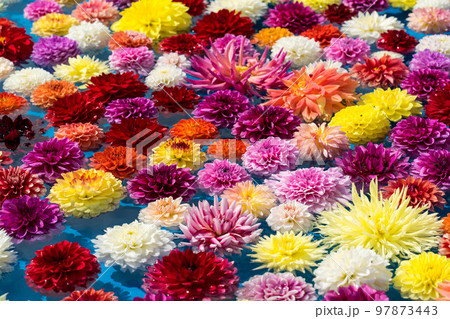 ダリア153 97873443