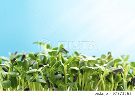 Sunflower microgreens on a blue background close-up 97873562