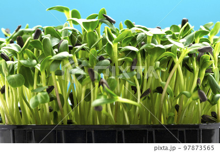 Sunflower microgreens in a plastic tray on a blue background close-up 97873565
