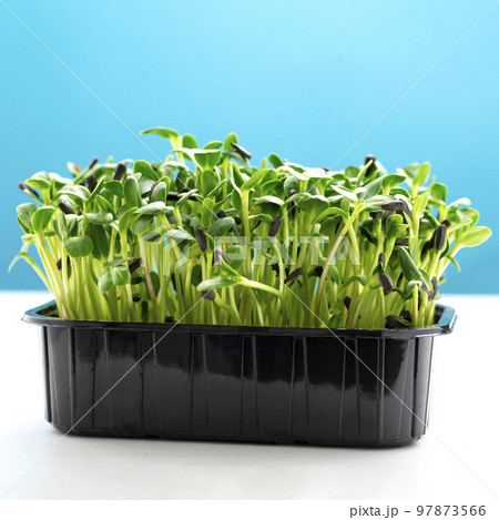 Sunflower microgreens in a plastic tray. Microgreen sprouts are healthy and fresh food. Germination of microgreens on hemp biodegradable mats Sunflower microgreens in a plastic tray. Microgreen sprouts are healthy and fresh food. Germination of microgreens on hemp biodegradable mats 97873566