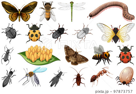 Different kinds of insects collection 97873757