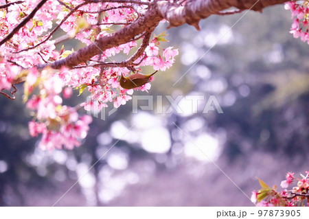 満開の桜と可愛いメジロ 97873905