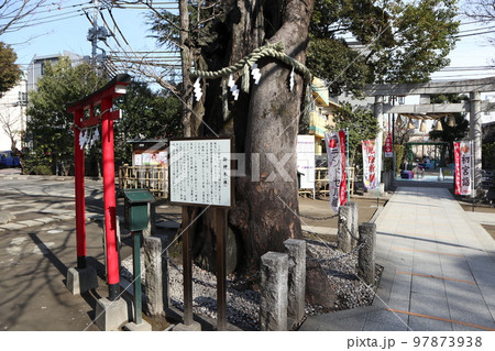 新田神社 御神木 新田神社 御神木 97873938