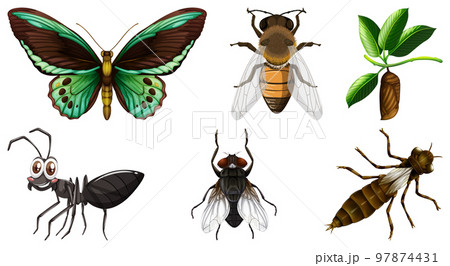 Collection of different insects vector Collection of different insects vector 97874431