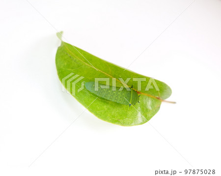 イモムシ　芋虫　幼虫　アオスジアゲハ　アゲハチョウ 97875028