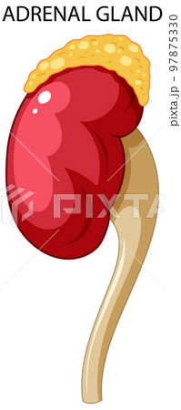Adrenal gland produce cortisol vector Adrenal gland produce cortisol vector 97875330