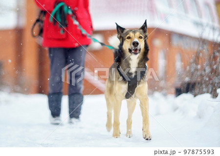 Dog Taking a Walk with Human in the Snow. Dog on a snowy winter day. Selective focus Dog Taking a Walk with Human in the Snow. Dog on a snowy winter day. Selective focus 97875593