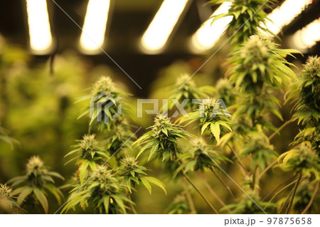 Blooming Marijuana plant with early white Flowers, cannabis leaves, marijuana 97875658