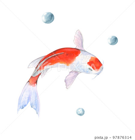 Watercolor illustration of fish koi on white background 97876314