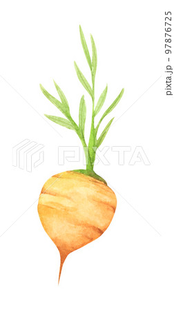 Fresh carrot fruits with green leaves. Watercolor illustration. 97876725