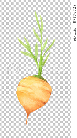 Fresh carrot fruits with green leaves. Watercolor illustration. 97876725