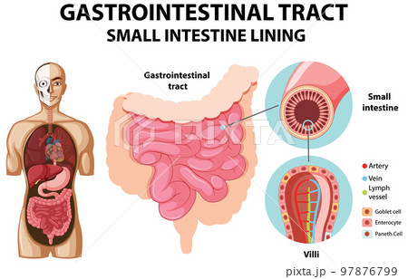 Diagram showing gastrointestinal tract 97876799