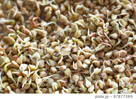 Sprouting of the seeds (buckwheat seeds) 97877369