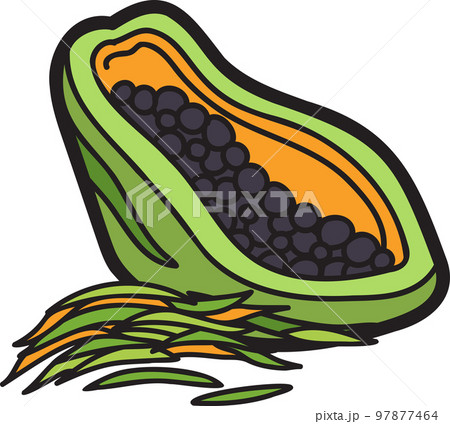 Hand Drawn papaya illustration 97877464