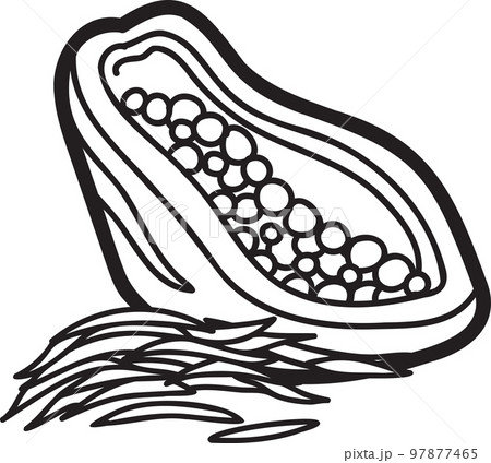 Hand Drawn papaya illustration 97877465