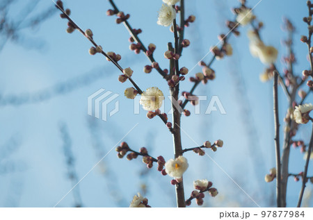 オールドレンズで撮ったいなざわ梅まつり 97877984