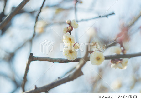 オールドレンズで撮ったいなざわ梅まつり 97877988