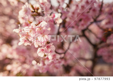 河津桜 桜 春 素材 【神奈川県】 97877993