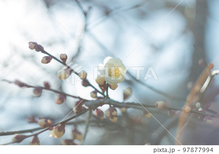 オールドレンズで撮ったいなざわ梅まつり 97877994