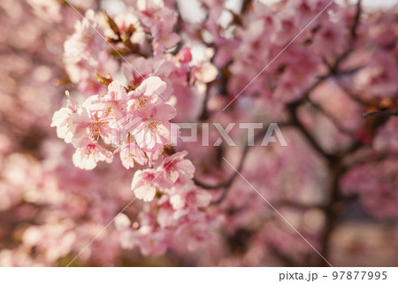 河津桜 桜 春 素材 【神奈川県】 97877995