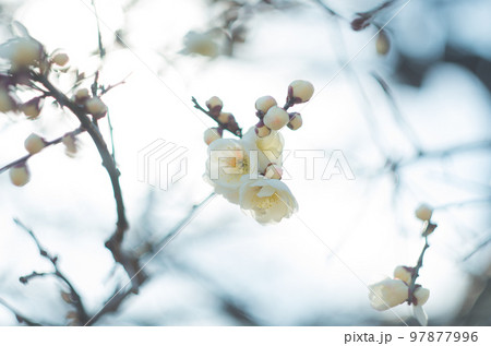 オールドレンズで撮ったいなざわ梅まつり オールドレンズで撮ったいなざわ梅まつり 97877996