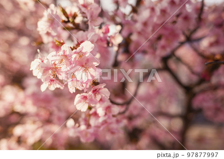 河津桜 桜 春 素材 【神奈川県】 97877997