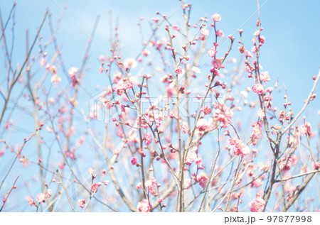 オールドレンズで撮ったいなざわ梅まつり オールドレンズで撮ったいなざわ梅まつり 97877998