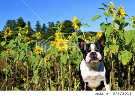 2022日本で一番幸せな鳩山町の青空のミニひまわり畑に喜んで可愛く見つめるボストンテリアのマイティ君 97878011