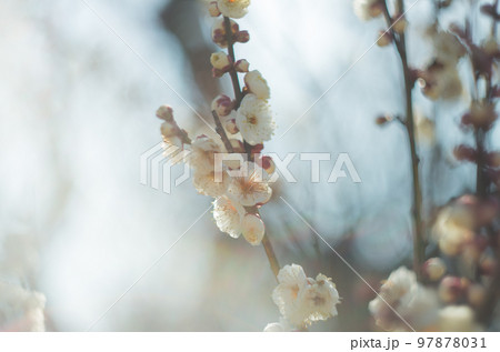 オールドレンズで撮ったいなざわ梅まつり 97878031