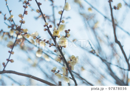 オールドレンズで撮ったいなざわ梅まつり 97878036