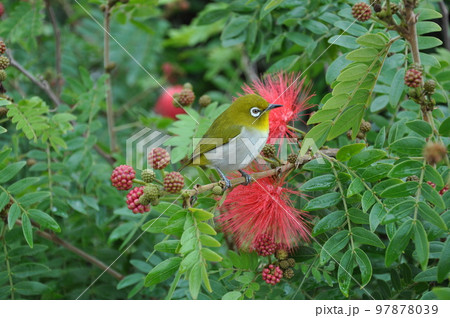 冬の石垣島でみられたオオベニゴウカンの花とリュウキュウメジロ 97878039