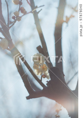 オールドレンズで撮ったいなざわ梅まつり 97878040