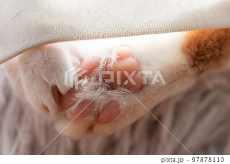 可愛い猫の肉球 97878110