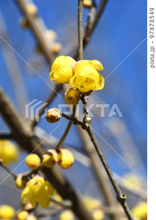 ロウバイ(蝋梅) ロウバイ(蝋梅) 97878549