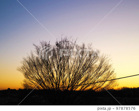 夕焼けと樹木 夕焼けと樹木 97878576