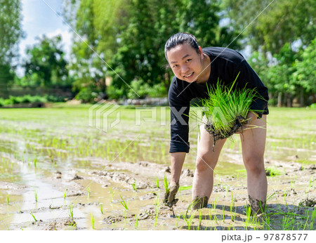 Amateur Asian man tests and tries to transplant rice seedlings in paddy rice field in the open sky day. 97878577