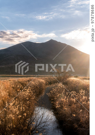 茨城県筑西市　母子島遊水地の冬の朝 97878686