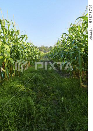 morning sunrise over the corn field 97878714
